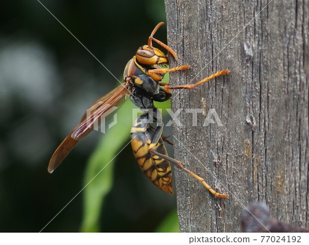 黃蜂 黃蜂 77024192