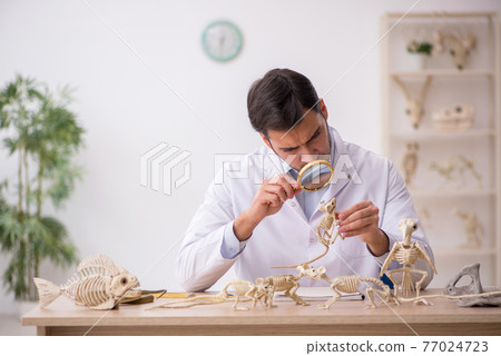 Young male paleontologist examining ancient animals at lab Young male paleontologist examining ancient animals at lab 77024723