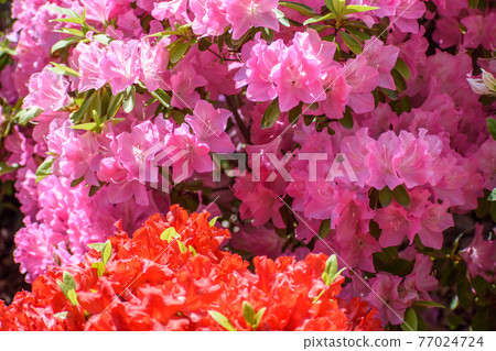 杜鵑花 杜鵑花 77024724