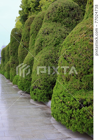 藝術切割植物 77024738