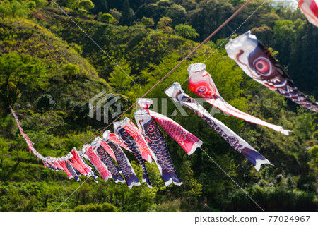 Carp streamer 77024967