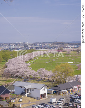 [Iwate] A row of cherry blossom trees in Kitakami Tenshochi 77025200