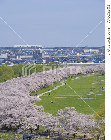 [岩手] 北上天勝地的一排櫻花樹 77025201