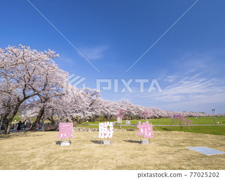 [Iwate] A row of cherry blossom trees in Kitakami Tenshochi 77025202