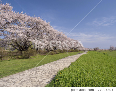 [Iwate] A row of cherry blossom trees in Kitakami Tenshochi 77025203
