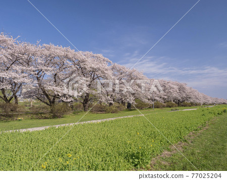[Iwate] A row of cherry blossom trees in Kitakami Tenshochi 77025204