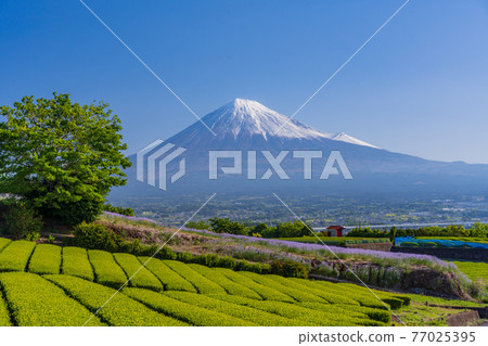 (靜岡縣)富士山兩側的新鮮綠茶種植園和紫色花朵 (靜岡縣)富士山兩側的新鮮綠茶種植園和紫色花朵 77025395