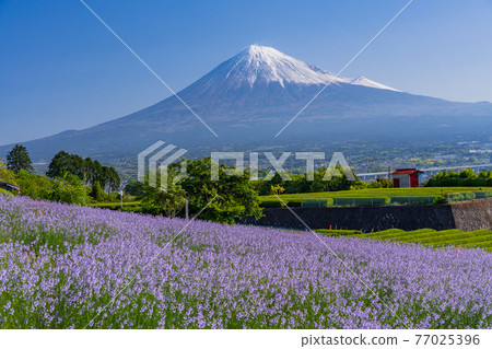 (靜岡縣)富士山兩側的新鮮綠茶種植園和紫色花朵 (靜岡縣)富士山兩側的新鮮綠茶種植園和紫色花朵 77025396