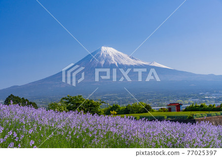 (靜岡縣)富士山兩側的新鮮綠茶種植園和紫色花朵 (靜岡縣)富士山兩側的新鮮綠茶種植園和紫色花朵 77025397