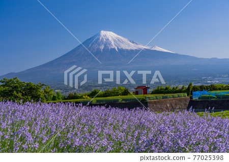 （靜岡縣）富士山兩側的新鮮綠茶種植園和紫色花朵 77025398