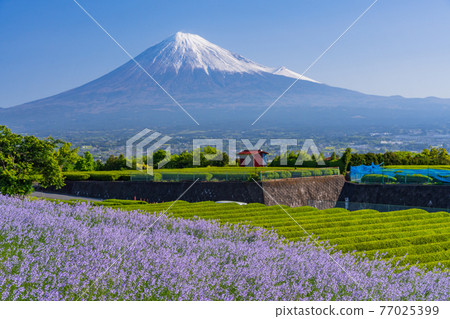 (Shizuoka Prefecture) Fresh green tea plantations and purple flowers on the sides, Mt. Fuji (Shizuoka Prefecture) Fresh green tea plantations and purple flowers on the sides, Mt. Fuji 77025399