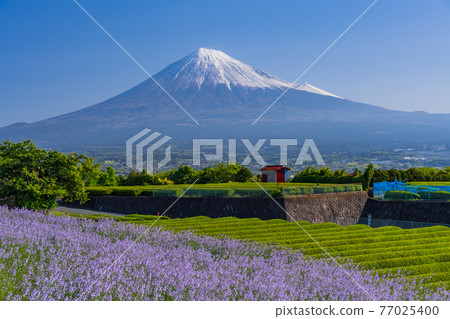 (靜岡縣)富士山兩側的新鮮綠茶種植園和紫色花朵 (靜岡縣)富士山兩側的新鮮綠茶種植園和紫色花朵 77025400