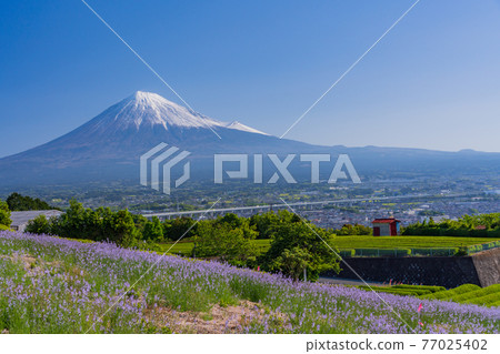 (靜岡縣)富士山兩側的新鮮綠茶種植園和紫色花朵 (靜岡縣)富士山兩側的新鮮綠茶種植園和紫色花朵 77025402