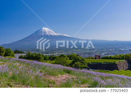(靜岡縣)富士山兩側的新鮮綠茶種植園和紫色花朵 (靜岡縣)富士山兩側的新鮮綠茶種植園和紫色花朵 77025403