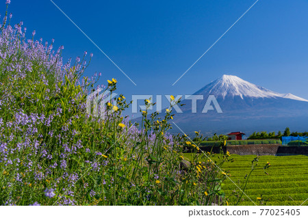 (靜岡縣)富士山兩側的新鮮綠茶種植園和紫色花朵 (靜岡縣)富士山兩側的新鮮綠茶種植園和紫色花朵 77025405