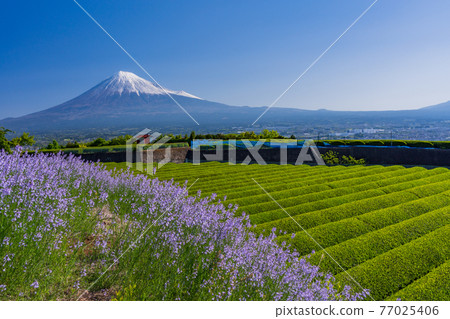 (靜岡縣)富士山兩側的新鮮綠茶種植園和紫色花朵 (靜岡縣)富士山兩側的新鮮綠茶種植園和紫色花朵 77025406