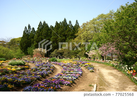 Large flowerbed embraced in the forest Large flowerbed embraced in the forest 77025568