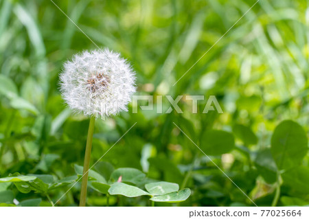 蓬鬆的絨毛 蓬鬆的絨毛 77025664