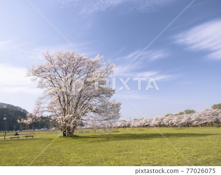 [岩手] 北上天勝地的一排櫻花樹 77026075