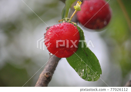 Fresh small red organic brazillian acerola cherry fruit (Malpighia Glabra) with green leaves. Fresh organic Acerola cherry on the tree, High vitamin C and antioxidant fruits. Fresh small red organic brazillian acerola cherry fruit (Malpighia Glabra) with green leaves. Fresh organic Acerola cherry on the tree, High vitamin C and antioxidant fruits. 77026112