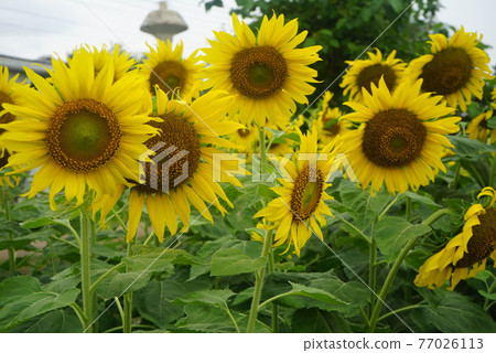 Sunflowers on a nature background. Organic Farming, Smallholding, Gardening, health concept, nature concept. Sunflowers on a nature background. Organic Farming, Smallholding, Gardening, health concept, nature concept. 77026113