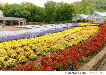 [櫪木縣] 櫪木花卉中心 五顏六色的花壇花卉 77026196