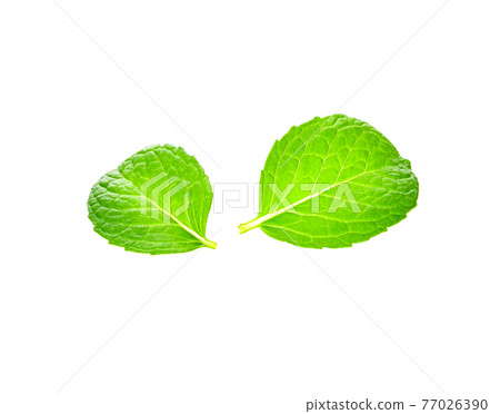 fresh mint leaves on a white background 77026390