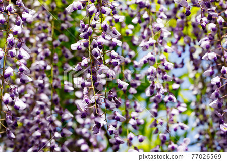 Kasukabe City, Saitama Prefecture Ushijima no Fuji Fujihanaen 77026569