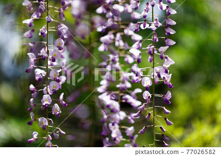 Kasukabe City, Saitama Prefecture Ushijima no Fuji Fujihanaen 77026582