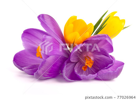 Crocus flowers bouquet, isolated on white background. Beautiful spring flowers. 77026964