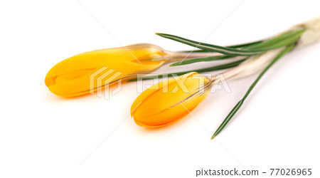 Yellow crocus flower isolated on white background. Beautiful spring flowers. 77026965