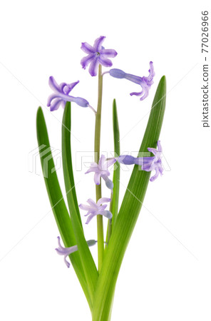Wild hyacinth flowers isolated on white background. Hyacinthus orientalis. Beautiful spring flowers. 77026966