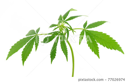 Cannabis plant isolated on white background. Hemp leaf close up. Marijuana green leaf. Cannabis plant isolated on white background. Hemp leaf close up. Marijuana green leaf. 77026974