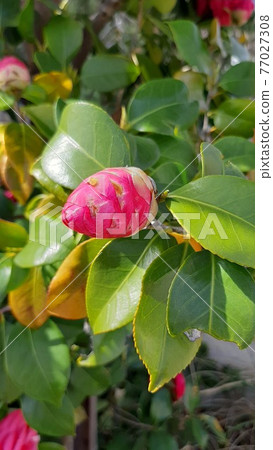Bud of camellia Bud of camellia 77027308