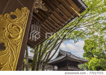 Fresh green image Daikoku Tamashii Shrine Zuishinmon Wakaba tree and green copy space Green leaf refreshing 77027555