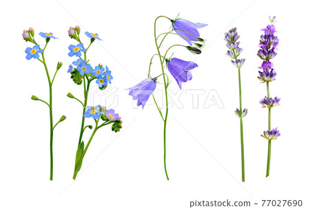 set of wild flowers isolated on white background 77027690