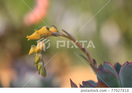 potted plant, opening flower, Sedum weinbergii,Mother-of-pearl-plant or Ghost plant. potted plant, opening flower, Sedum weinbergii,Mother-of-pearl-plant or Ghost plant. 77027818