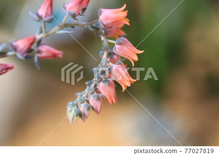 potted plant, opening flower, Sedum weinbergii,Mother-of-pearl-plant or Ghost plant. 77027819