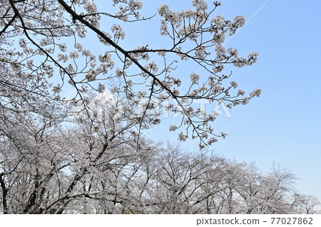 Spring of Yoshino cherry tree that shines in the clear sky Spring of Yoshino cherry tree that shines in the clear sky 77027862