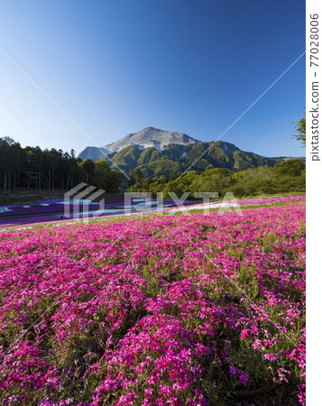 [Saitama] Moss phlox, blue sky and Mt. Buko in Chichibu Hitsujiyama Park 77028006