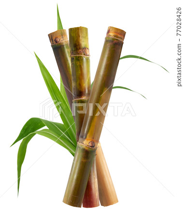Single object of Sugar cane isolated on white background Single object of Sugar cane isolated on white background 77028426