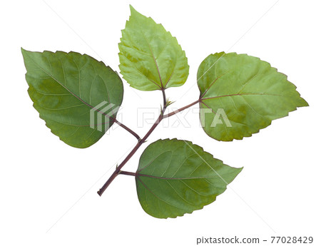Hibiscus flower leaf isolated on white background Hibiscus flower leaf isolated on white background 77028429