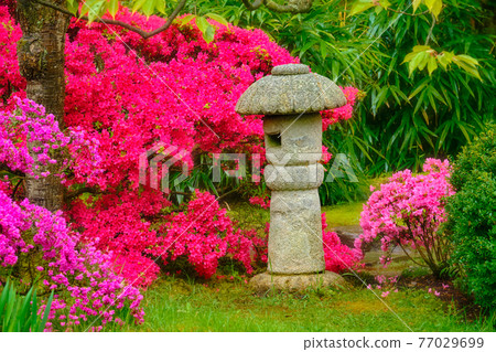 Japanese garden, Park Clingendael, The Hague, Netherlands Japanese garden, Park Clingendael, The Hague, Netherlands 77029699