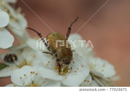 Asinaga kogane 77029875