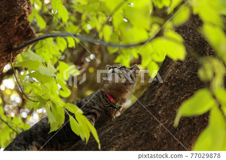 A tree climbing cat 77029878