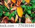 Fallen leaves of Roka Koshunen 77030340