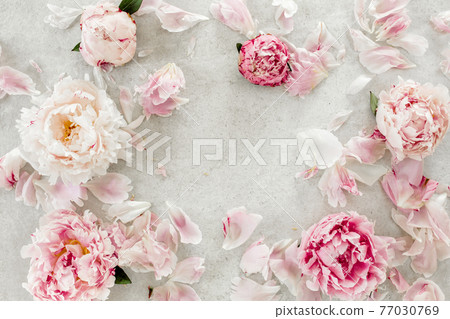 Frame made of pink peonies flower on gray background. Flat lay, top view. Frame of flowers. 77030769