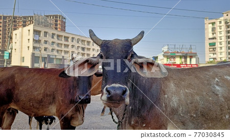 Indian cows feeding 77030845