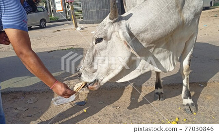 Indian cows feeding 77030846