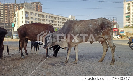 Indian cow standing 77030847